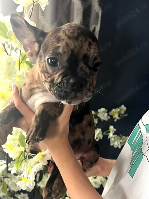 Băieței buldog francez 