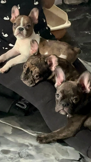 Buldog francez disponibili  - imagine 3