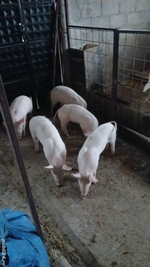 Purcele landrace cu marele alb, 20-25 kg