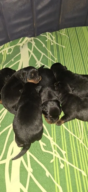 Pui de Rottweiler adoptie responsabila - imagine 5