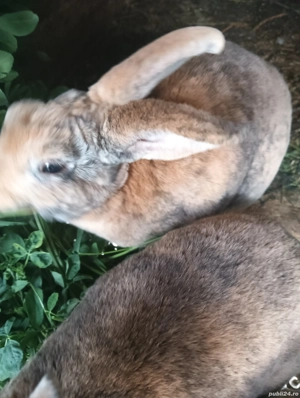 Iepuri Rex Pitic - imagine 2