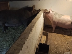 vand scrofița pietrean - imagine 3