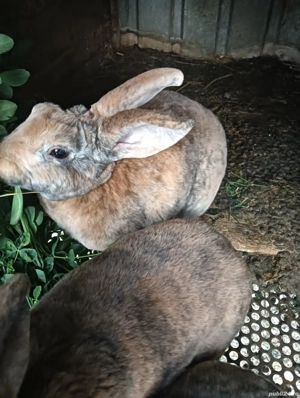 Iepuri Rex Pitic - imagine 3