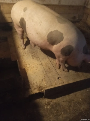 vand scrofița pietrean - imagine 2