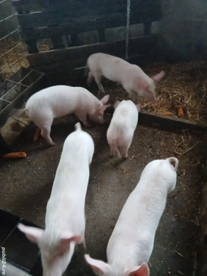 purcele 20-25kg - imagine 2