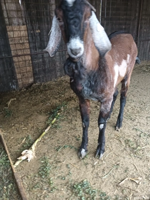 Vând sau schimb Țap Anglo Nubian  - imagine 3