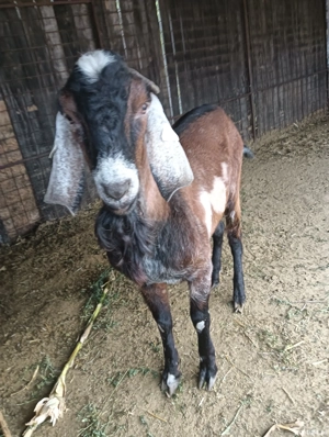 Vând sau schimb Țap Anglo Nubian  - imagine 4