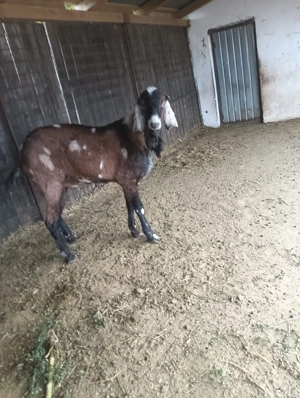 Vând sau schimb Țap Anglo Nubian  - imagine 2