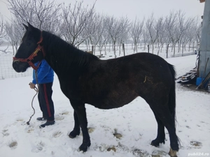 Vând mânză de 3 ani, culoare neagră, gestantă.  - imagine 2