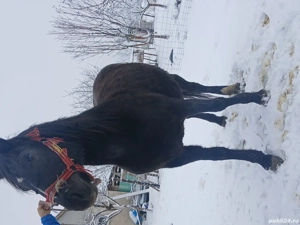 Vând mânză de 3 ani, culoare neagră, gestantă.  - imagine 3