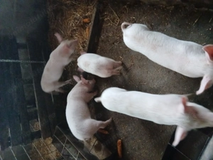 purcele de vânzare,20-25kg  - imagine 2