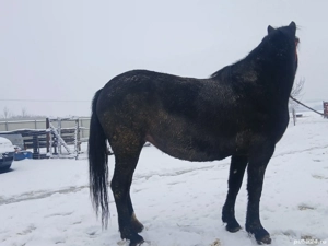 Vând mânză de 3 ani, culoare neagră, gestantă. 