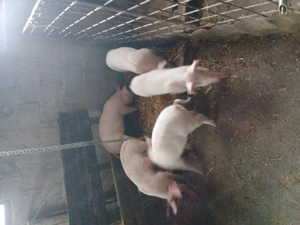 purcele de vânzare,20-25kg  - imagine 3