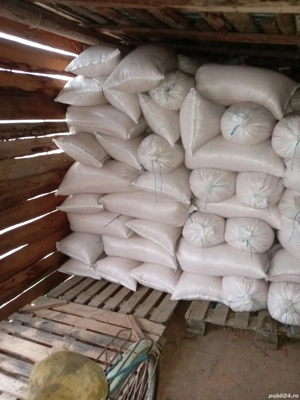 Grăunte de vanzare - imagine 2