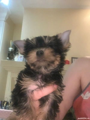 Yorkshire terrier  - imagine 2