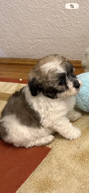 Catei talie mica bichon 