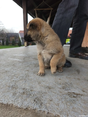 Ciobanesc belgian metis 