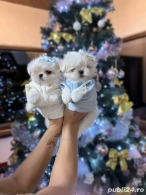 Bichoni maltezi mini toy 