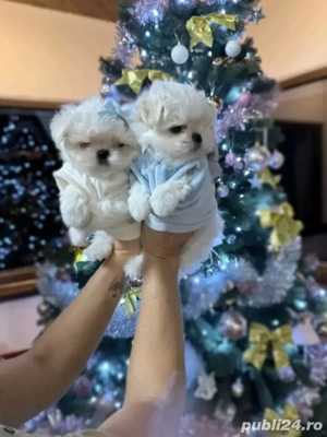 Bichoni maltezi mini toy  - imagine 5