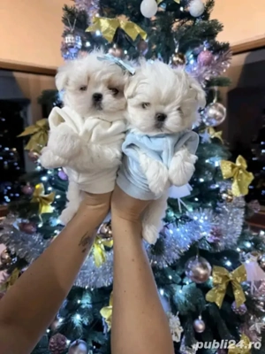 Bichoni maltezi mini toy  - imagine 2