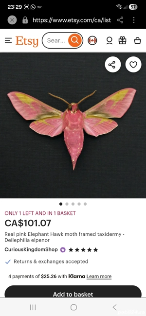 Fluture molie deilephila elpenor elefant - imagine 4