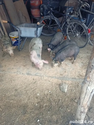 vand purcei petrean belgian 