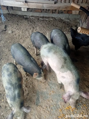 vand purcei petrean belgian  - imagine 4