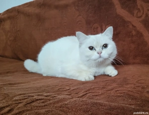 Pisică british - imagine 2