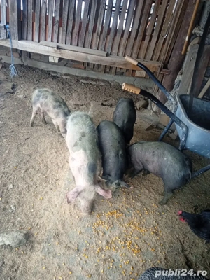 vand purcei petrean belgian  - imagine 2