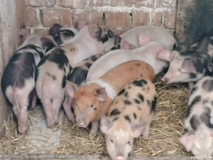 Vând purcei - imagine 2