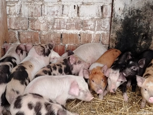 Vând purcei - imagine 3