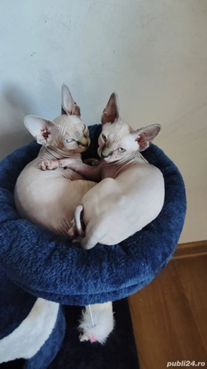 Pui de pisica rasa sphinx  - imagine 3