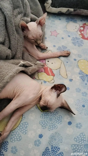 Pui de pisica rasa sphinx  - imagine 2