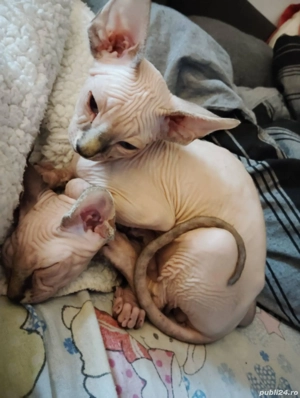 Pui de pisica rasa sphinx  - imagine 4