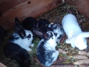 Iepurași de vanzare 