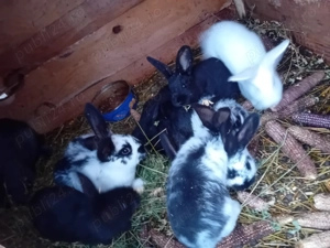 Iepurași de vanzare  - imagine 2