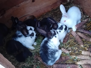 Iepurași de vanzare  - imagine 3