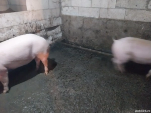 Purcei de vanzare - imagine 4