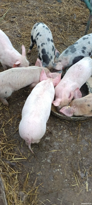 Purcei de vânzare    - imagine 2