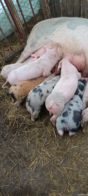 Purcei de vânzare    - imagine 3