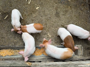 Purcei       - imagine 4