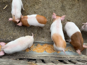 Purcei       - imagine 3