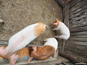 Purcei       - imagine 2