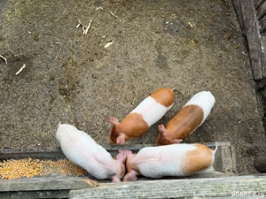 Purcei       - imagine 5