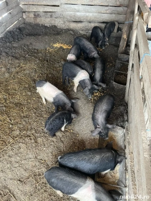 Purcei Bazna  - imagine 3