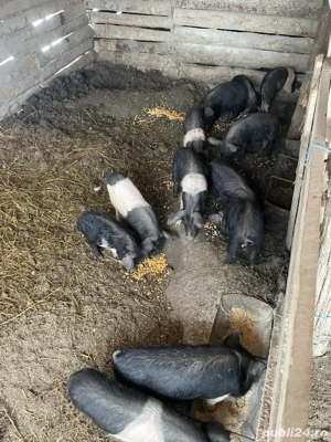 Purcei Bazna  - imagine 2