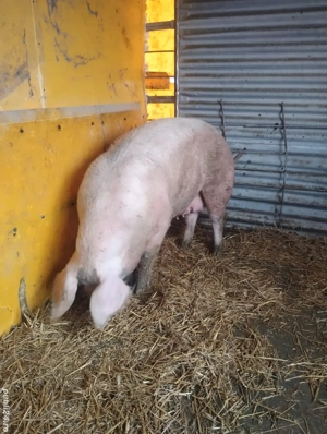 greutate 180-200kg - imagine 2