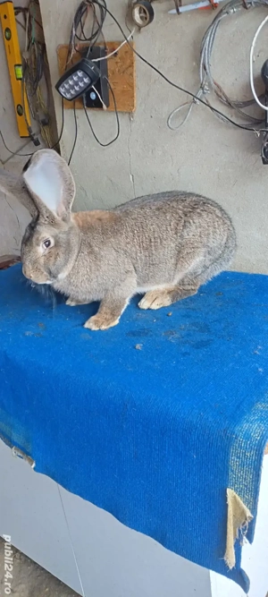 U.german gri. - imagine 2