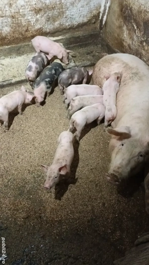 Scroafa cu purcei - imagine 2