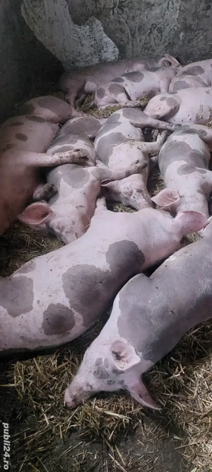 Disponibili soldani 40-90 kg